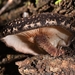 New Zealand Shiitake - Photo (c) Dougal Townsend, some rights reserved (CC BY-NC), uploaded by Dougal Townsend