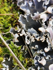 Peltigera ponojensis