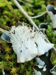 Peltigera ponojensis