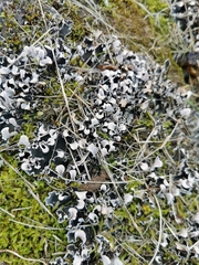 Peltigera ponojensis