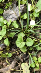 Rubus dalibarda