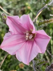 Convolvulus capensis