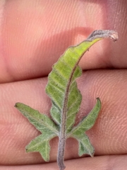 Convolvulus capensis