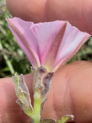 Convolvulus capensis