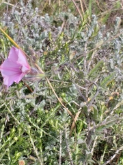 Convolvulus capensis