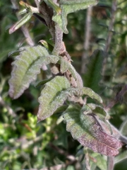 Convolvulus capensis