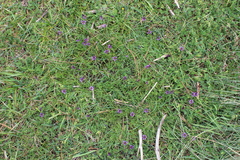 Sisyrinchium scabrum