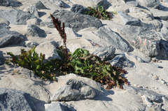 Rumex crispus littoreus