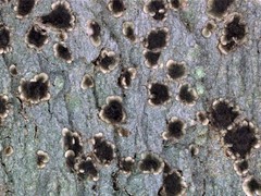 Trapeliopsis pseudogranulosa