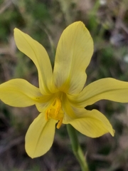 Moraea cookii
