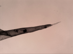 Grimmia austrofunalis
