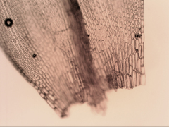 Grimmia austrofunalis