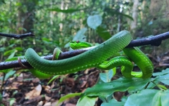 Trimeresurus popeiorum