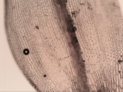 Grimmia austrofunalis