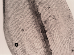Grimmia austrofunalis