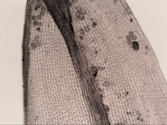 Grimmia austrofunalis
