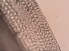 Grimmia austrofunalis