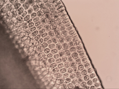 Grimmia austrofunalis
