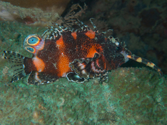 Dendrochirus biocellatus