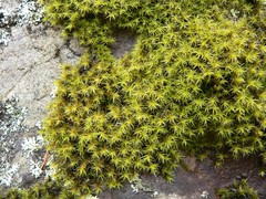 Grimmia austrofunalis