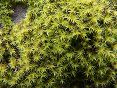Grimmia austrofunalis