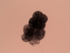 Grimmia austrofunalis