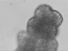 Grimmia austrofunalis