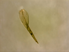 Grimmia austrofunalis