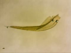 Grimmia austrofunalis
