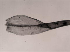 Grimmia austrofunalis