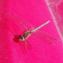 Sympetrum striolatum