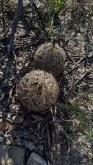 Coryphantha delicata
