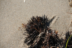 Furcellaria lumbricalis