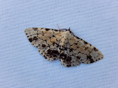 Sandava scitisignata