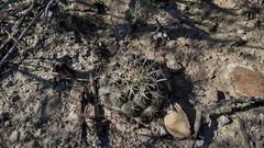 Coryphantha salinensis