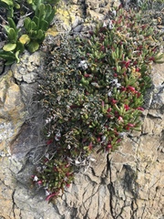 Chenopodium triandrum