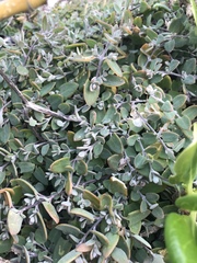 Chenopodium triandrum