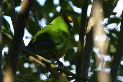 Cyanoramphus auriceps