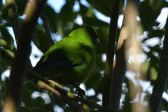 Cyanoramphus auriceps