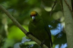 Cyanoramphus auriceps