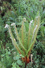 Polystichum speciosissimum