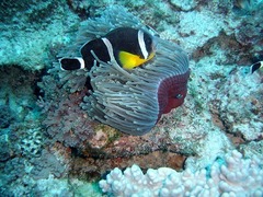 Mauritian Anemonefish photo 5
