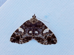 Chrysolarentia phaedra