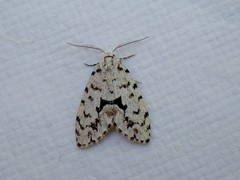 Thallarcha macilenta