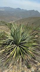 Dasylirion cedrosanum