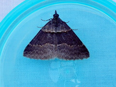 Dichromodes atrosignata