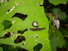 Tenthredo marginella