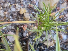 Isolepis ludwigii