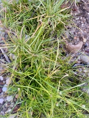 Isolepis ludwigii