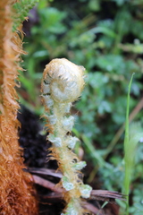 Polystichum speciosissimum